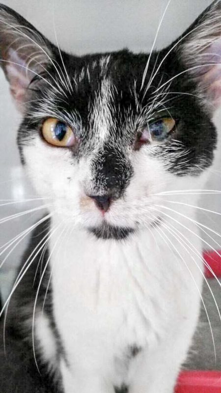 Kater Peter / © 2017 Arche KaNaum (DN)