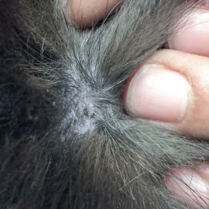 Kätzin Esmeralda hat eine ausgeprägte Flohspeichelallergie / © 2017 Arche KaNaum (DN) Kätzin Esmeralda hat eine ausgeprägte Flohspeichelallergie / © 2017 Arche KaNaum (DN)