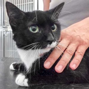 Kätzin Esmeralda / © 2017 Arche KaNaum (DN) Kätzin Esmeralda / © 2017 Arche KaNaum (DN)