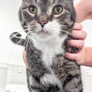 Kater Figaro. Die unterschiedlich großen Pupillen sind deutlich zu erkennen / © 2017 Arche KaNaum (DN) Kater Figaro. Die unterschiedlich großen Pupillen sind deutlich zu erkennen / © 2017 Arche KaNaum (DN)