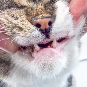 Die Reste von Figaros Gebiss … / © 2017 Arche KaNaum (DN) Die Reste von Figaros Gebiss ... / © 2017 Arche KaNaum (DN)