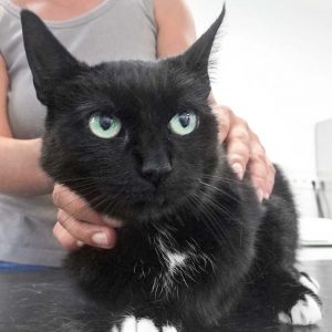 Kätzin Hera / © 2017 Arche KaNaum (DN) Kätzin Hera / © 2017 Arche KaNaum (DN)