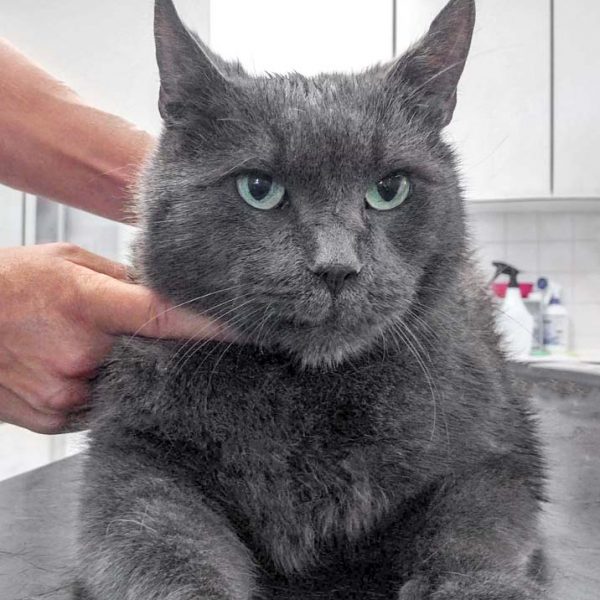 Kater Zeus / © 2017 Arche KaNaum (DN) Kater Zeus / © 2017 Arche KaNaum (DN)