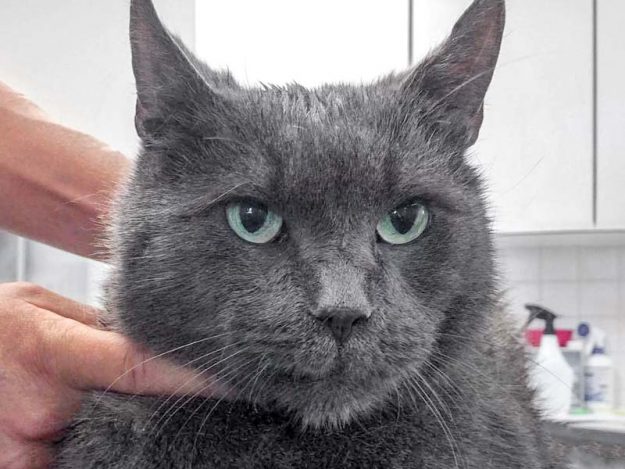 Kater Zeus  / © 2017 Arche KaNaum (DN) Kater Zeus / © 2017 Arche KaNaum (DN)