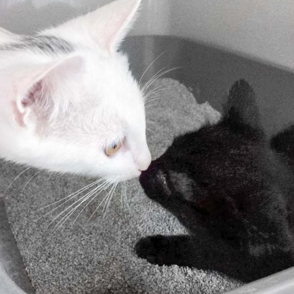 Kätzin Flo (l.) lernt Pebbels kennen / © 2017 Arche KaNaum (DN) Kätzin Flo (l.) lernt Pebbels kennen / © 2017 Arche KaNaum (DN)