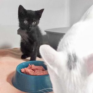 Kätzin Flo (l.) beobachtet Freundin Pebbels / © 2017 Arche KaNaum (DN) Kätzin Flo (l.) beobachtet Freundin Pebbels / © 2017 Arche KaNaum (DN)