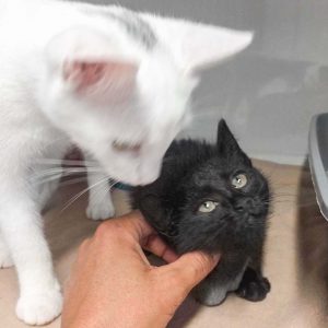 Kätzin Flo (r.) lässt sich im Beisein ihrer Freundin Pebbels sogar streicheln / © 2017 Arche KaNaum (DN) Kätzin Flo (r.) lässt sich im Beisein ihrer Freundin Pebbels sogar streicheln / © 2017 Arche KaNaum (DN)