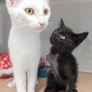 Kätzin Flo (r.) mit ihrer großen Freundin Pebbels / © 2017 Arche KaNaum (DN) Kätzin Flo (r.) mit ihrer großen Freundin Pebbels / © 2017 Arche KaNaum (DN)