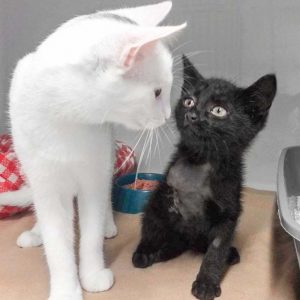 Kätzin Flo (r.) mit ihrer großen Freundin Pebbels / © 2017 Arche KaNaum (DN) Kätzin Flo (r.) mit ihrer großen Freundin Pebbels / © 2017 Arche KaNaum (DN)