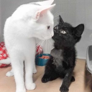 Kätzin Flo (r.) mit ihrer großen Freundin Pebbels / © 2017 Arche KaNaum (DN) Kätzin Flo (r.) mit ihrer großen Freundin Pebbels / © 2017 Arche KaNaum (DN)