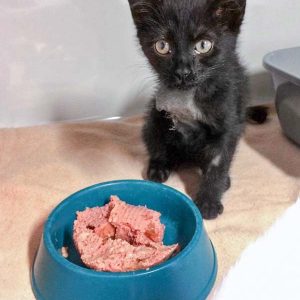 Kätzin Flo / © 2017 Arche KaNaum (DN) Kätzin Flo / © 2017 Arche KaNaum (DN)