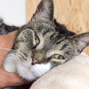 Kater Figaro ist ein echter Genießer / © 2017 Arche KaNaum (DN) Kater Figaro ist ein echter Genießer / © 2017 Arche KaNaum (DN)