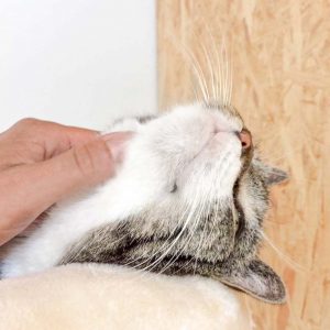 Kater Figaro ist ein echter Genießer / © 2017 Arche KaNaum (DN) Kater Figaro ist ein echter Genießer / © 2017 Arche KaNaum (DN)