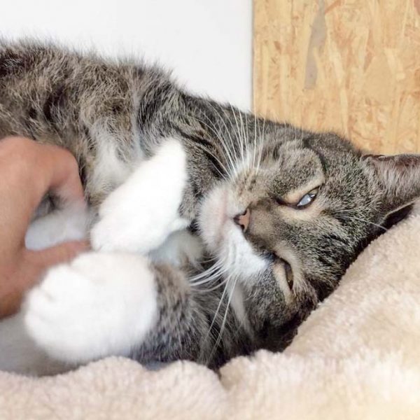 Kater Figaro ist ein echter Genießer / © 2017 Arche KaNaum (DN) Kater Figaro ist ein echter Genießer / © 2017 Arche KaNaum (DN)