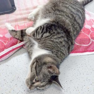 Kater Figaro / © 2017 Arche KaNaum (DN) Kater Figaro / © 2017 Arche KaNaum (DN)