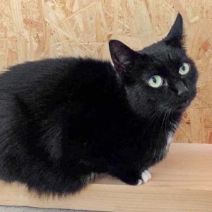 Kätzin Hera / © 2017 Arche KaNaum (DN) Kätzin Hera / © 2017 Arche KaNaum (DN)