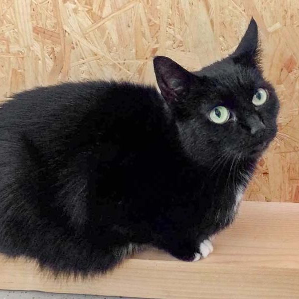 Kätzin Hera / © 2017 Arche KaNaum (DN) Kätzin Hera / © 2017 Arche KaNaum (DN)