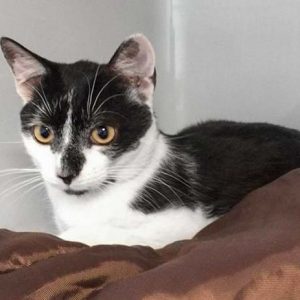 Kater Peter  / © 2017 Arche KaNaum (DN) Kater Peter / © 2017 Arche KaNaum (DN)