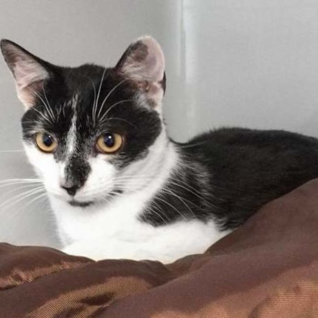 Kater Peter / © 2017 Arche KaNaum (DN)