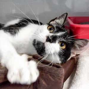 Kater Peter  / © 2017 Arche KaNaum (DN) Kater Peter / © 2017 Arche KaNaum (DN)