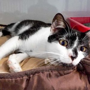 Kater Peter  / © 2017 Arche KaNaum (DN) Kater Peter / © 2017 Arche KaNaum (DN)