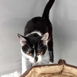 Kater Peter  / © 2017 Arche KaNaum (DN) Kater Peter / © 2017 Arche KaNaum (DN)