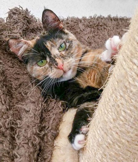 Kätzin Philomena bedankt sich für die tolle Unterstützung / © 2017 Arche KaNaum (DN)