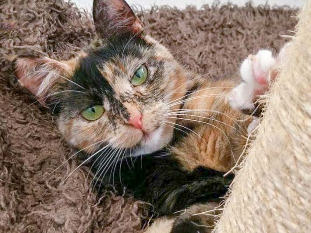 Kätzin Philomena bedankt sich für die tolle Unterstützung / © 2017 Arche KaNaum (DN) Kätzin Philomena bedankt sich für die tolle Unterstützung / © 2017 Arche KaNaum (DN)