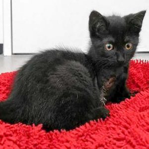 Kätzin Flo / © 2017 Arche KaNaum (DN) Kätzin Flo / © 2017 Arche KaNaum (DN)