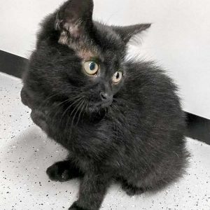 Kätzin Flo / © 2017 Arche KaNaum (DN) Kätzin Flo / © 2017 Arche KaNaum (DN)