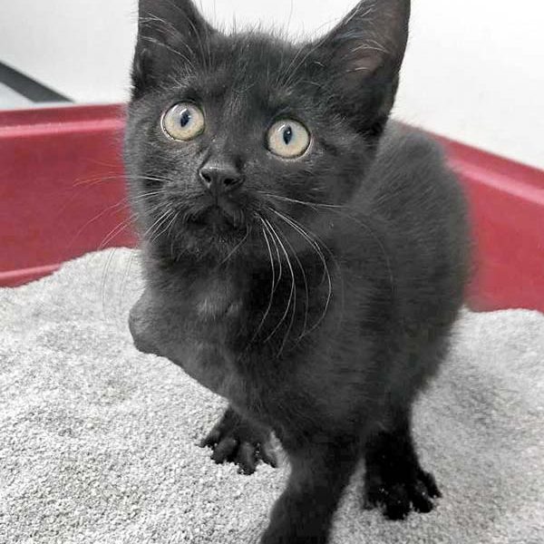 Kätzin Flo / © 2017 Arche KaNaum (DN) Kätzin Flo / © 2017 Arche KaNaum (DN)