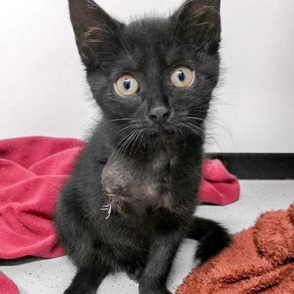 Kätzin Flo / © 2017 Arche KaNaum (DN)