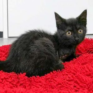 Kätzin Flo / © 2017 Arche KaNaum (DN) Kätzin Flo / © 2017 Arche KaNaum (DN)