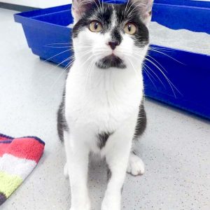 Kater Peter  / © 2017 Arche KaNaum (DN) Kater Peter / © 2017 Arche KaNaum (DN)