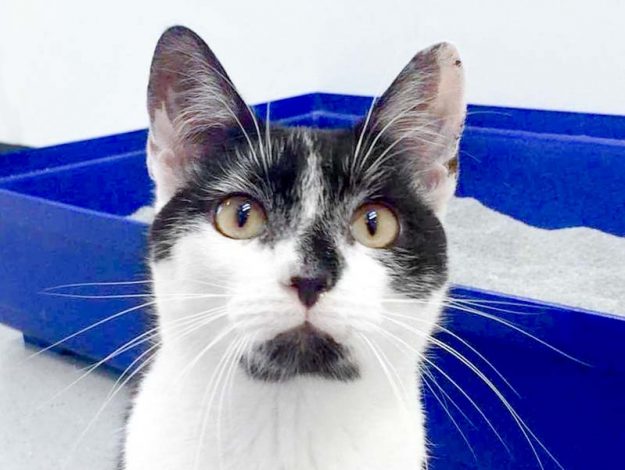 Kater Peter  / © 2017 Arche KaNaum (DN) Kater Peter / © 2017 Arche KaNaum (DN)