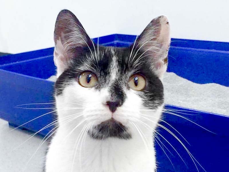 Kater Peter / © 2017 Arche KaNaum (DN)