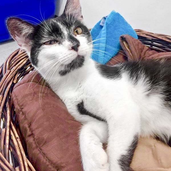 Kater Peter / © 2017 Arche KaNaum (DN)