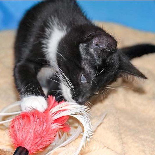 Kätzin Thalia / © 2017 Arche KaNaum (DN)