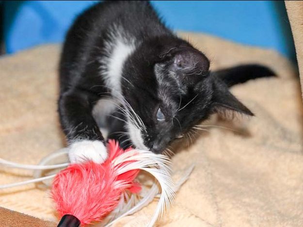 Kätzin Thalia / © 2017 Arche KaNaum (DN)