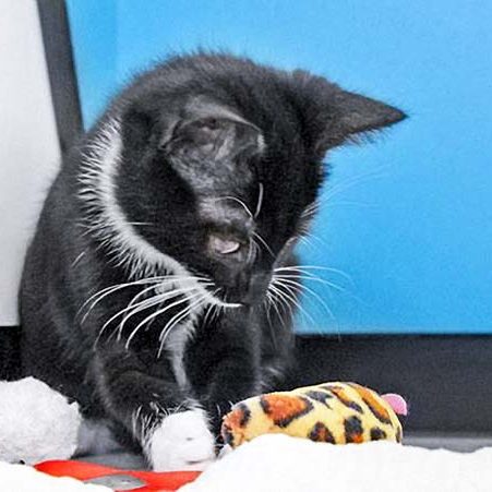 Kätzin Thalia / © 2017 Arche KaNaum (DN) Kätzin Thalia / © 2017 Arche KaNaum (DN)