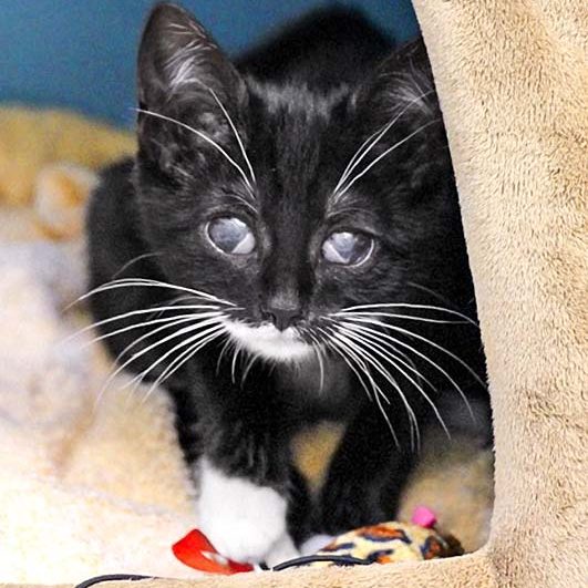 Kätzin Thalia / © 2017 Arche KaNaum (DN)