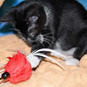 Kätzin Thalia / © 2017 Arche KaNaum (DN) Kätzin Thalia / © 2017 Arche KaNaum (DN)