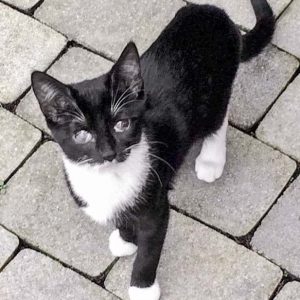 Kätzin Thalia / © 2017 Arche KaNaum (DN) Kätzin Thalia / © 2017 Arche KaNaum (DN)