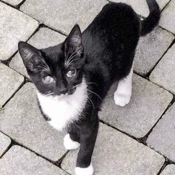 Kätzin Thalia / © 2017 Arche KaNaum (DN)