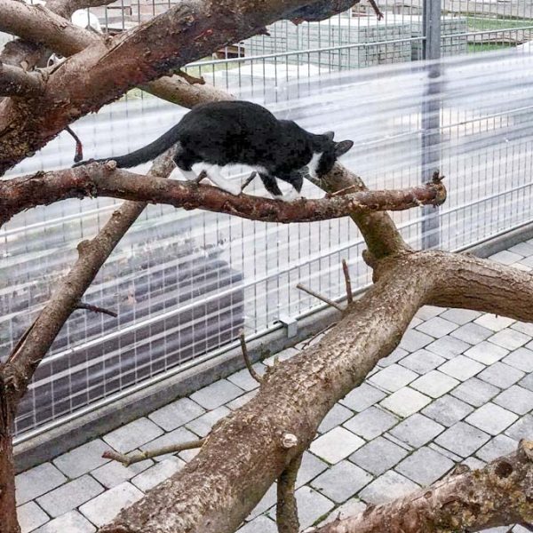 Kätzin Thalia beim Erkunden des Kletterbaums / © 2017 Arche KaNaum (DN) Kätzin Thalia beim Erkunden des Kletterbaums / © 2017 Arche KaNaum (DN)