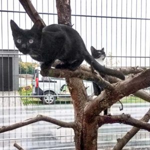 Kätzin Thalia (h.) mit Kumpel beim Erkunden des Kletterbaums / © 2017 Arche KaNaum (DN) Kätzin Thalia (h.) mit Kumpel beim Erkunden des Kletterbaums / © 2017 Arche KaNaum (DN)