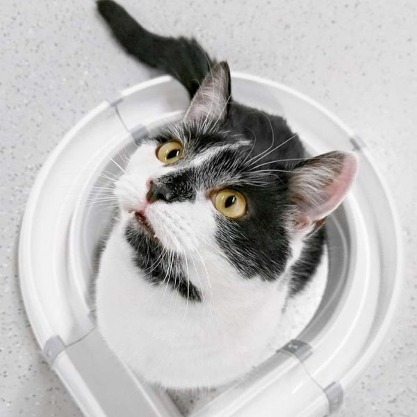 Kater Peter / © 2017 Arche KaNaum (OS)