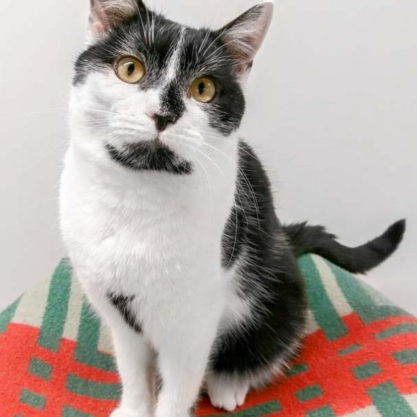 Kater Peter / © 2017 Arche KaNaum (OS)