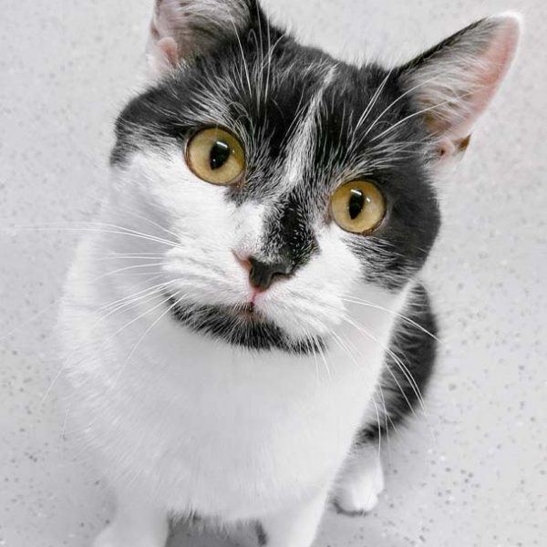 Kater Peter / © 2017 Arche KaNaum (OS)