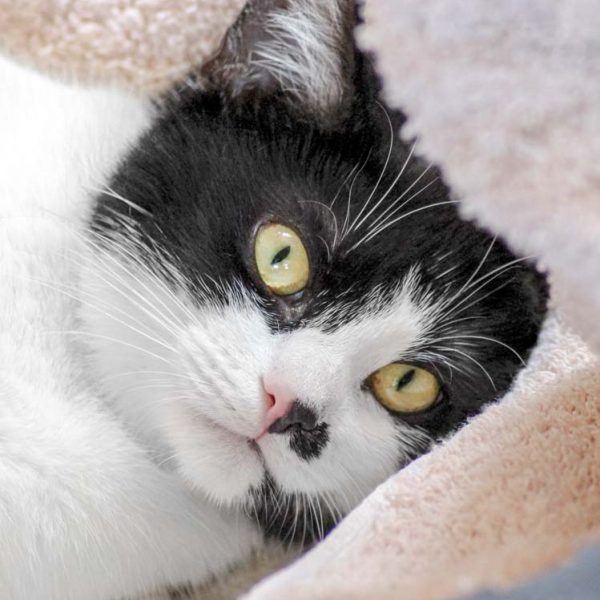 Kätzin Holly / © 2017 Arche KaNaum (DN)